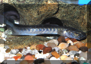 Pretty Violet goby