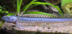 Pretty Violet goby