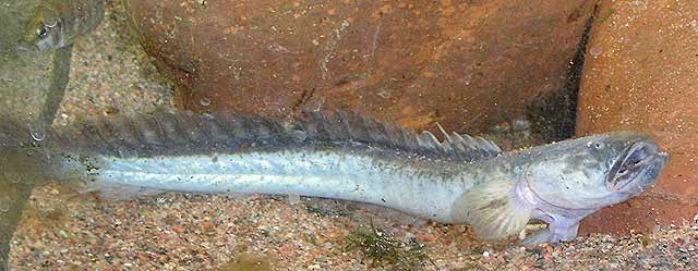 Pretty Violet goby