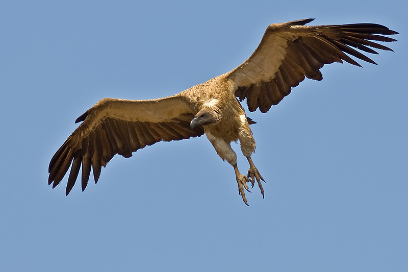 Nice Vulture