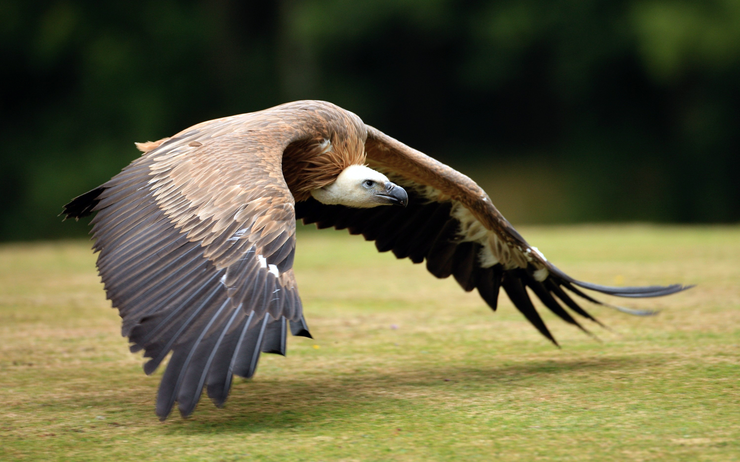 Cool Vulture