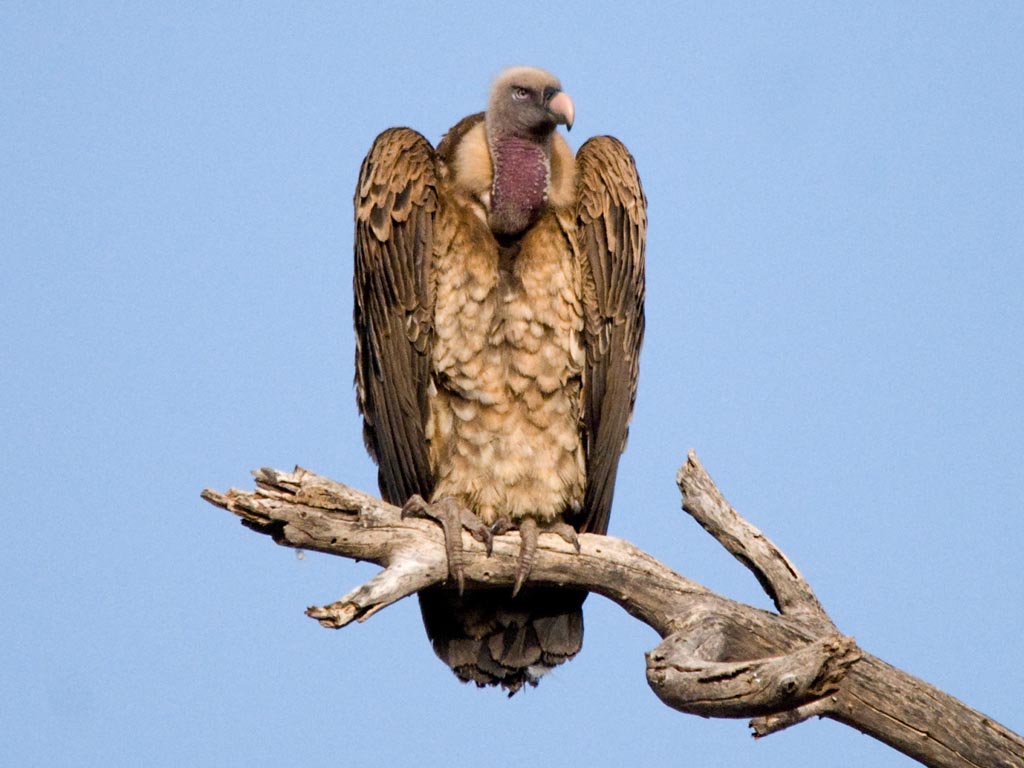Vulture photo 