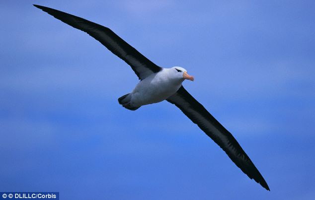 Pretty Wandering albatross