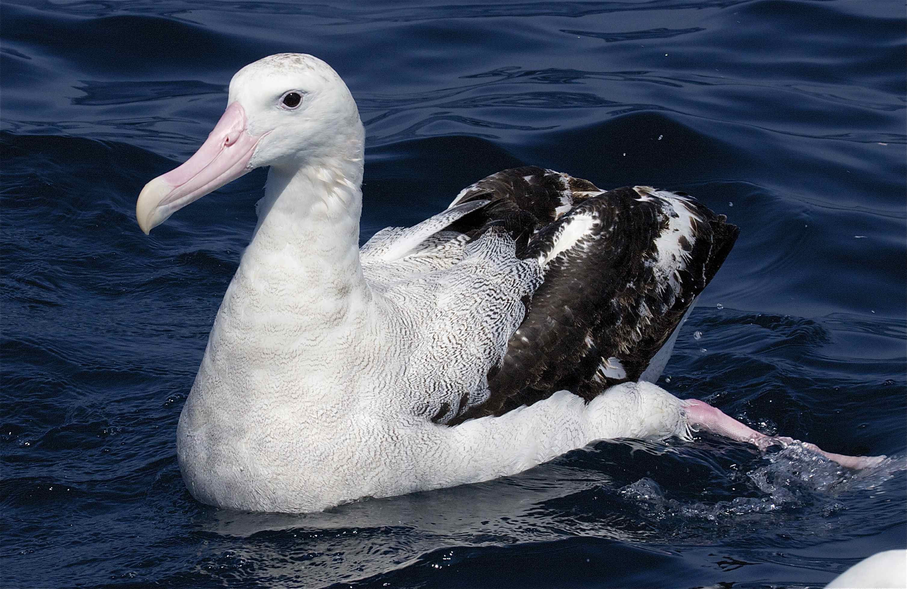 Pretty Wandering albatross