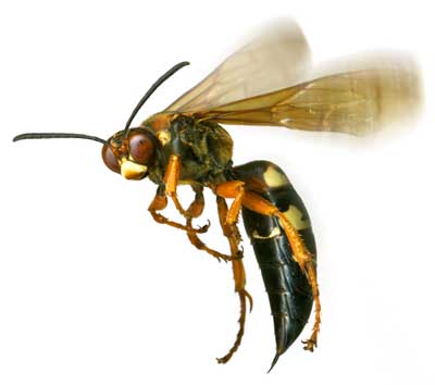 Pretty Wasp and Hornet