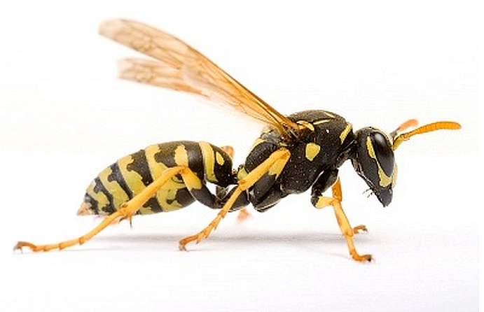 Wallpaper Wasp and Hornet