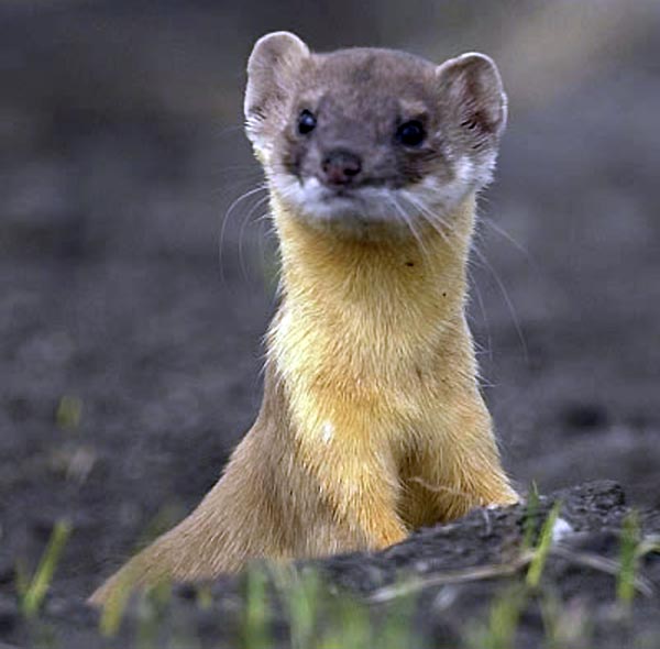 Cute Weasel