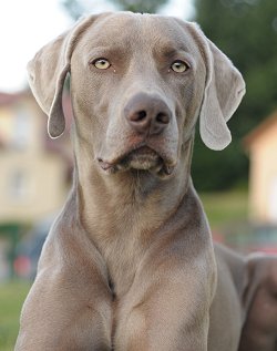 Weimaraner - Dog Breed photo 