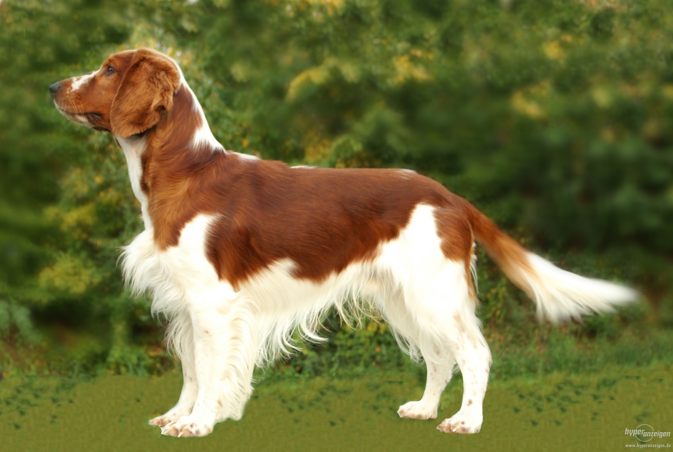 Photo Welsh Springer Spaniel - Dog Breed