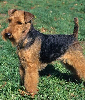 Nice Welsh Terrier - Dog Breed