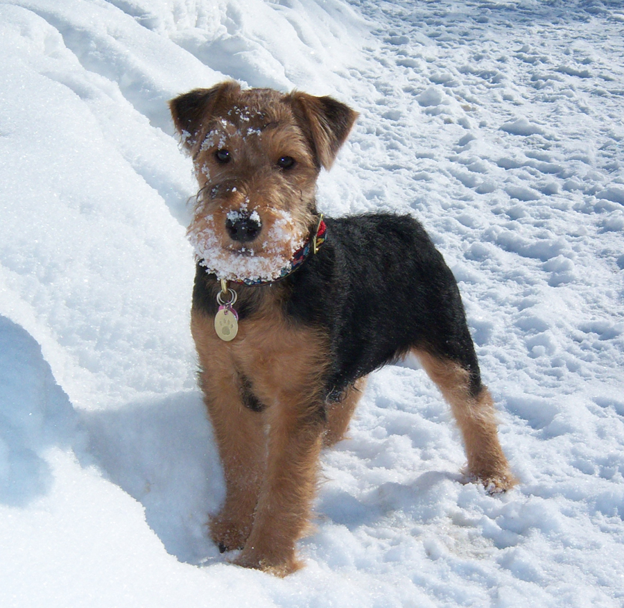 Cool Welsh Terrier - Dog Breed