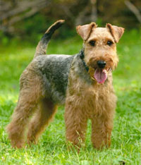 Cute Welsh Terrier - Dog Breed