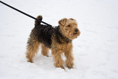 Photo Welsh Terrier - Dog Breed