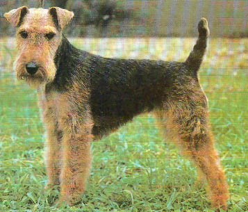 Welsh Terrier - Dog Breed photo 