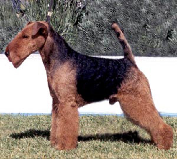 Welsh Terrier - Dog Breed wallpaper