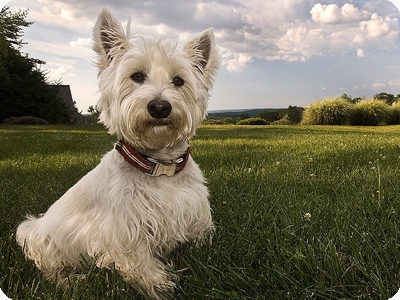 West Highland White Terrier - Dog Breed