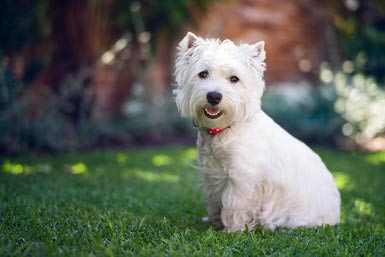 Nice West Highland White Terrier - Dog Breed