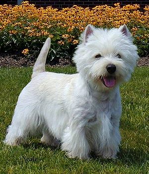 Cool West Highland White Terrier - Dog Breed