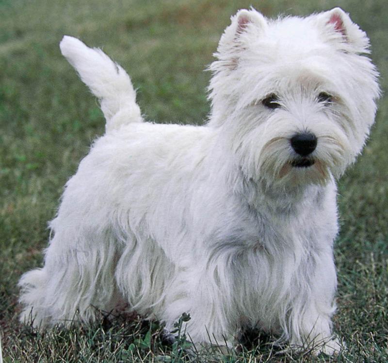 Cute West Highland White Terrier - Dog Breed