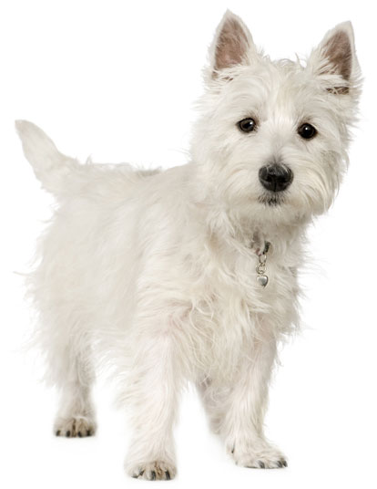 Wallpaper West Highland White Terrier - Dog Breed