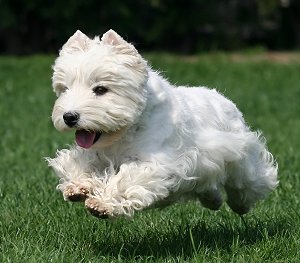 West Highland White Terrier - Dog Breed photo 