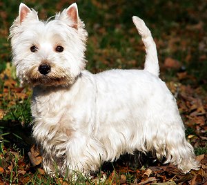 West Highland White Terrier - Dog Breed wallpaper