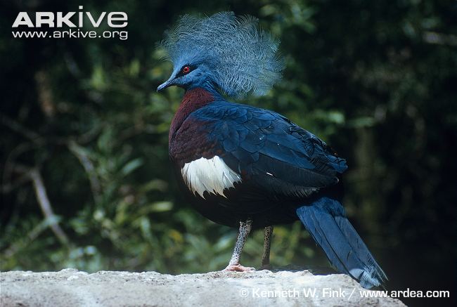 Pretty Western crowned-pigeon