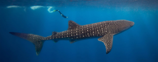 Wallpaper Whale Shark