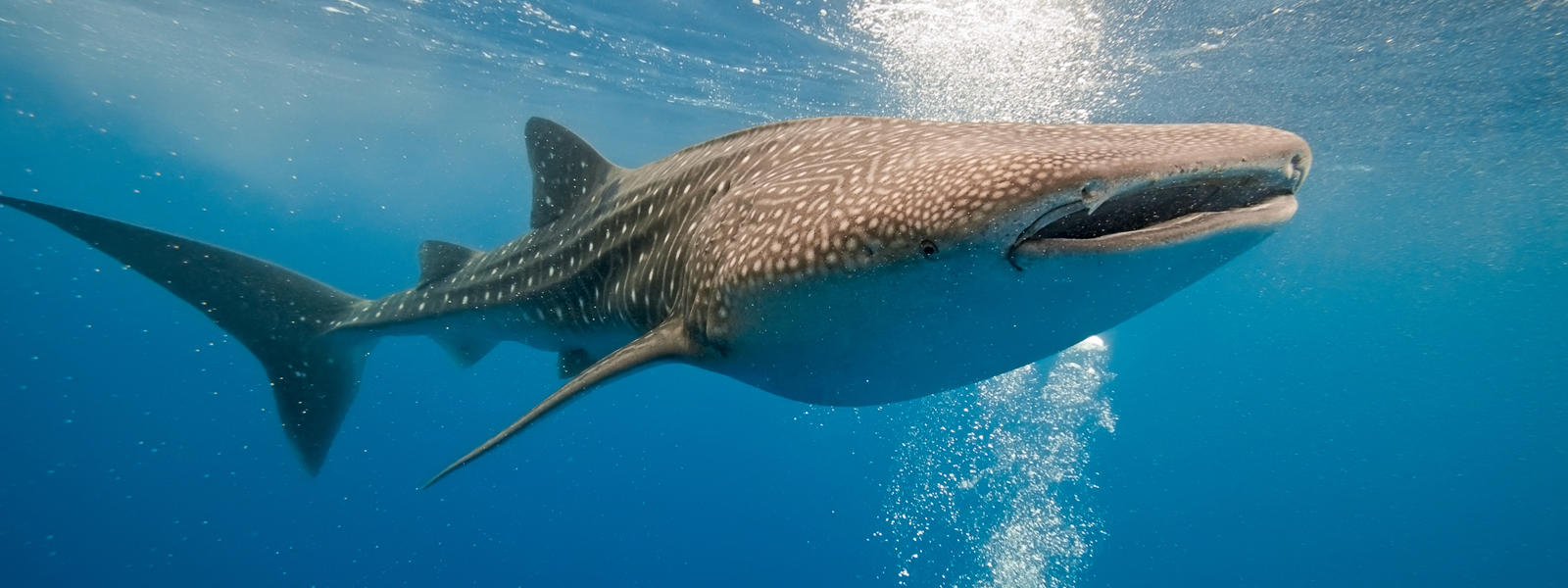 Whale Shark photo 