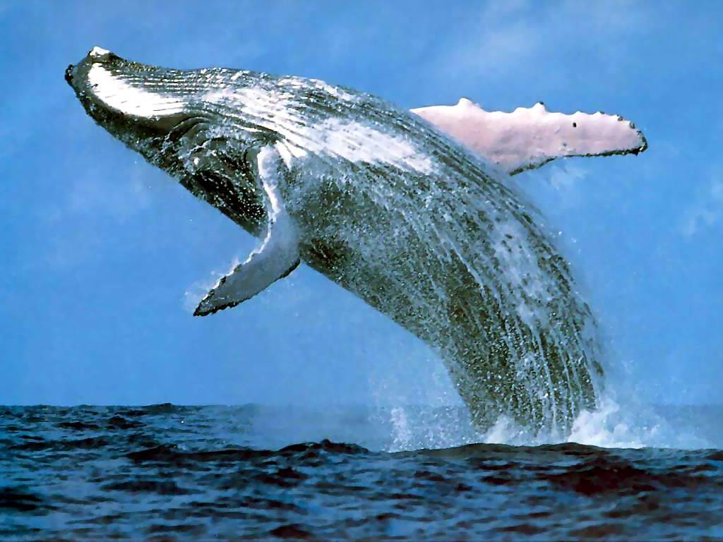 Pretty Whale