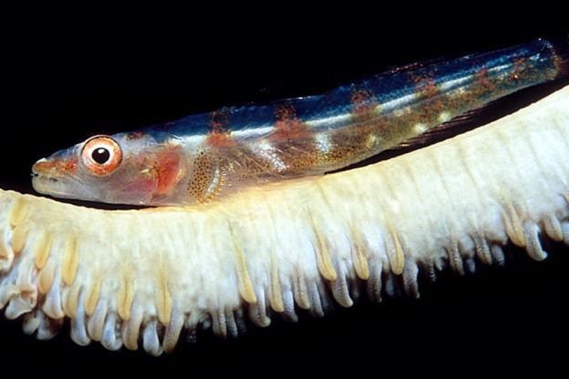 Pretty Whip coral goby