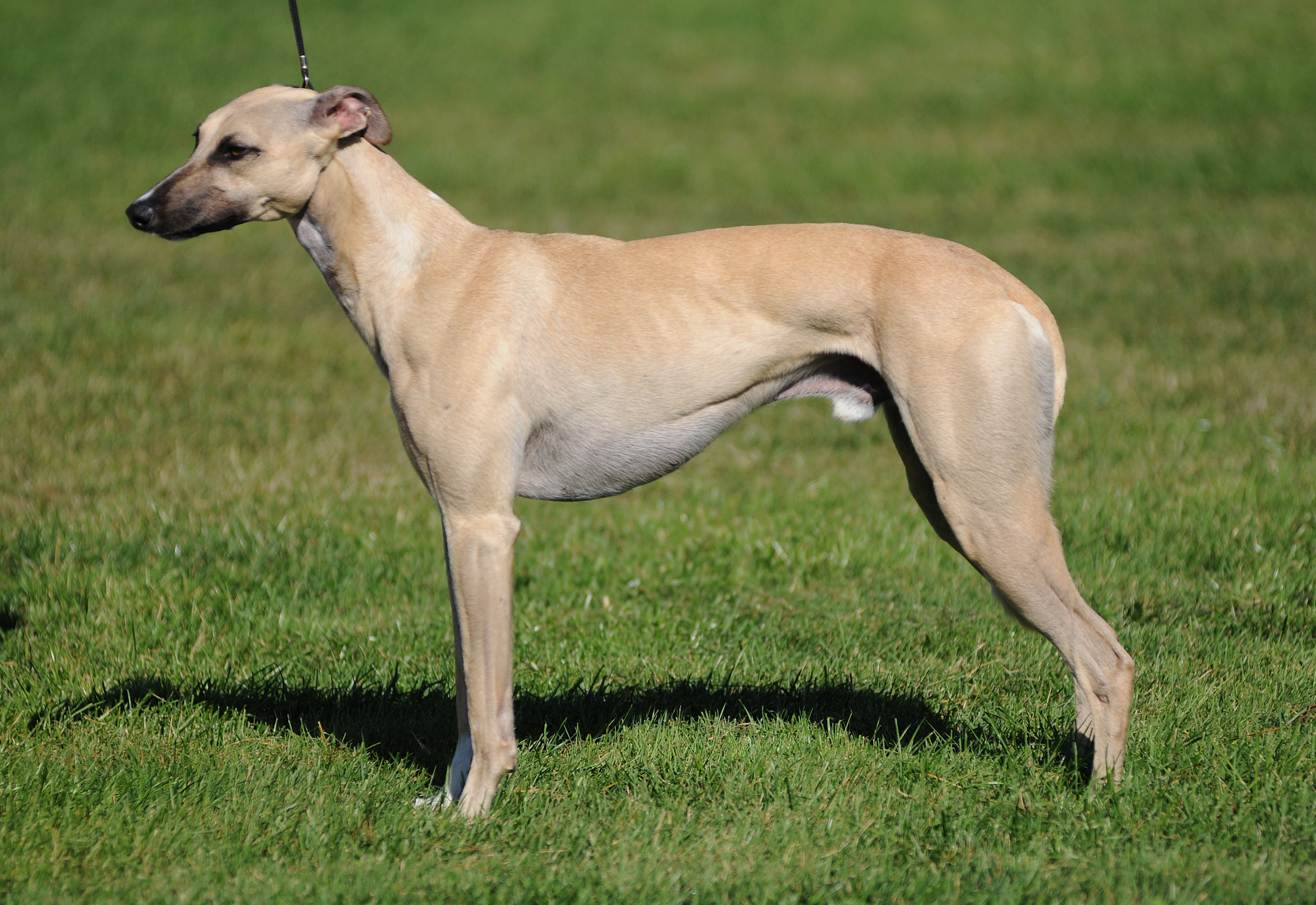 Whippet - Dog Breed