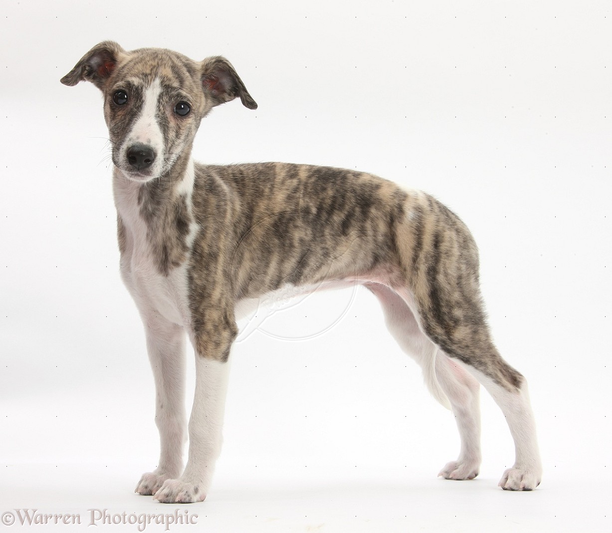 Pretty Whippet - Dog Breed