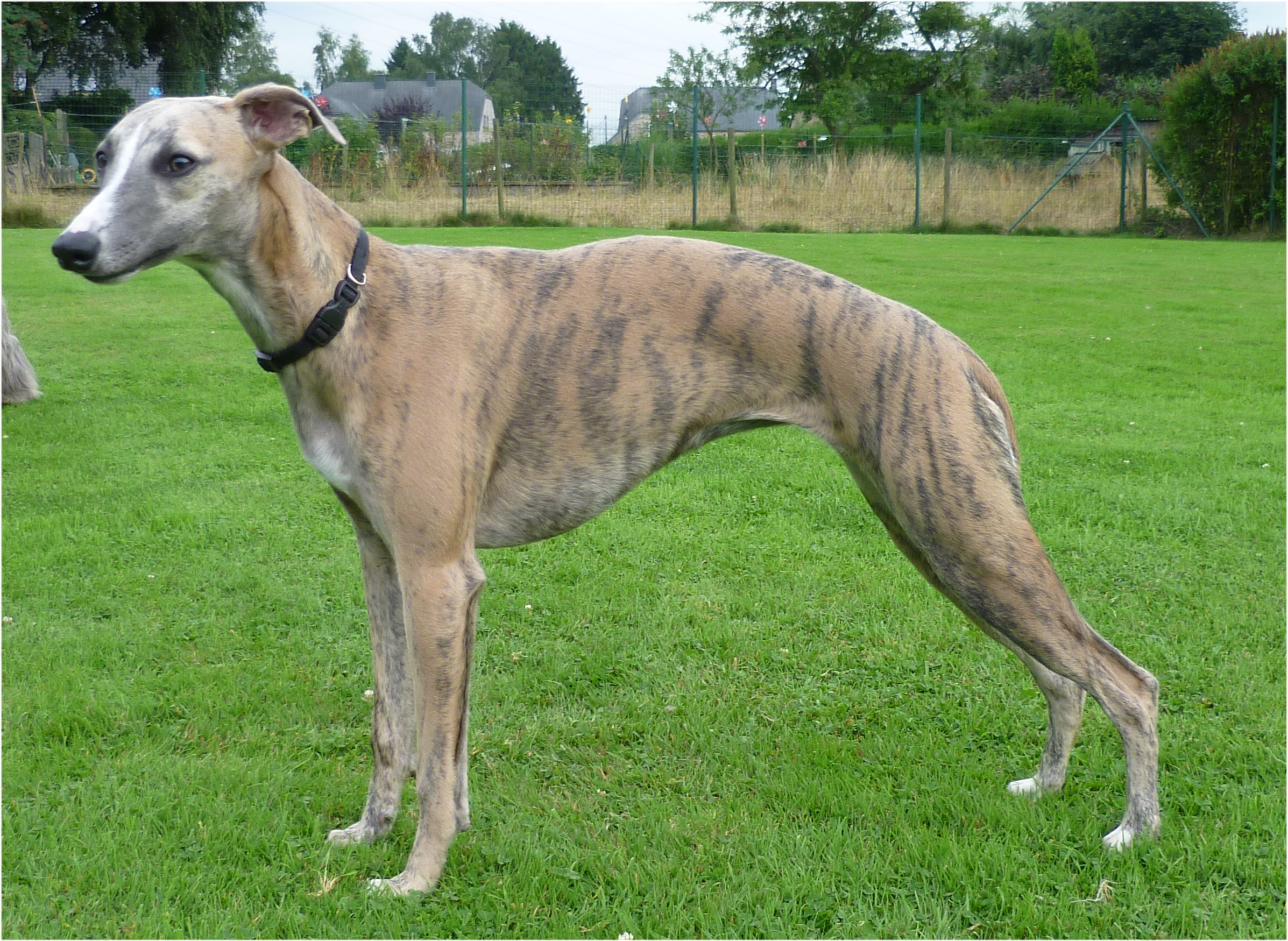 Cute Whippet - Dog Breed