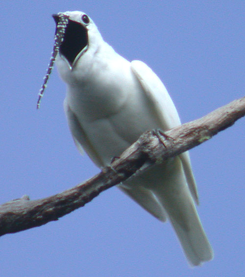 White bellbird