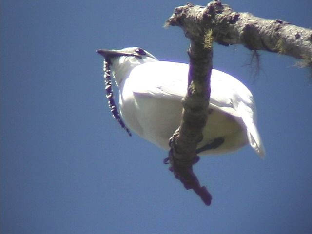 Pretty White bellbird