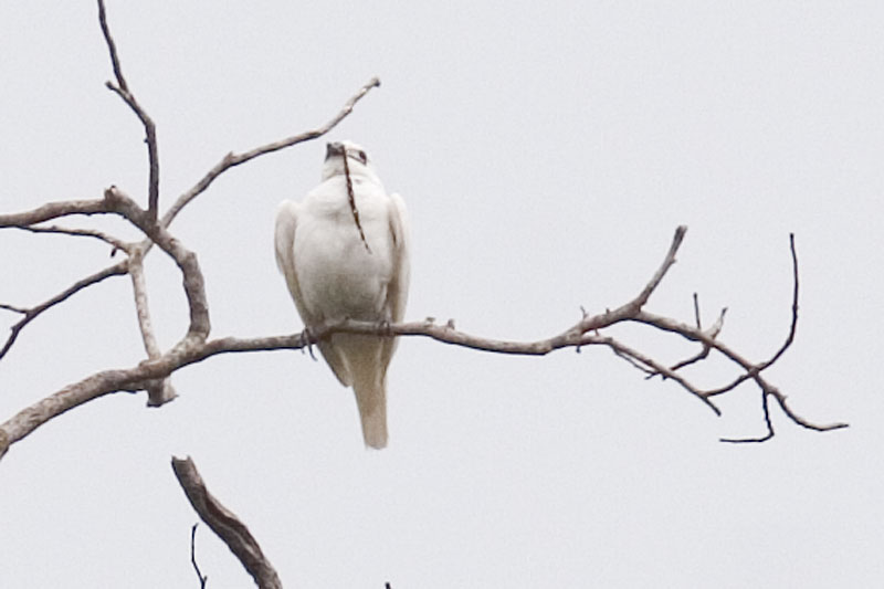 Pretty White bellbird