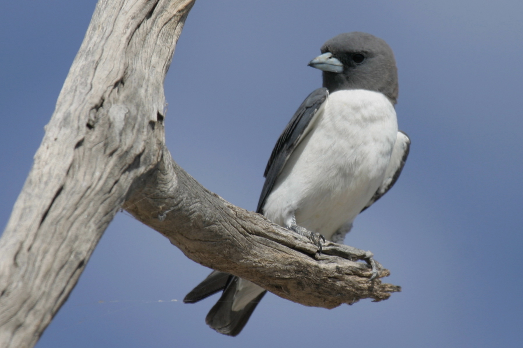 Pretty White-breasted woodswallow