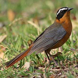 White-browed robin chat