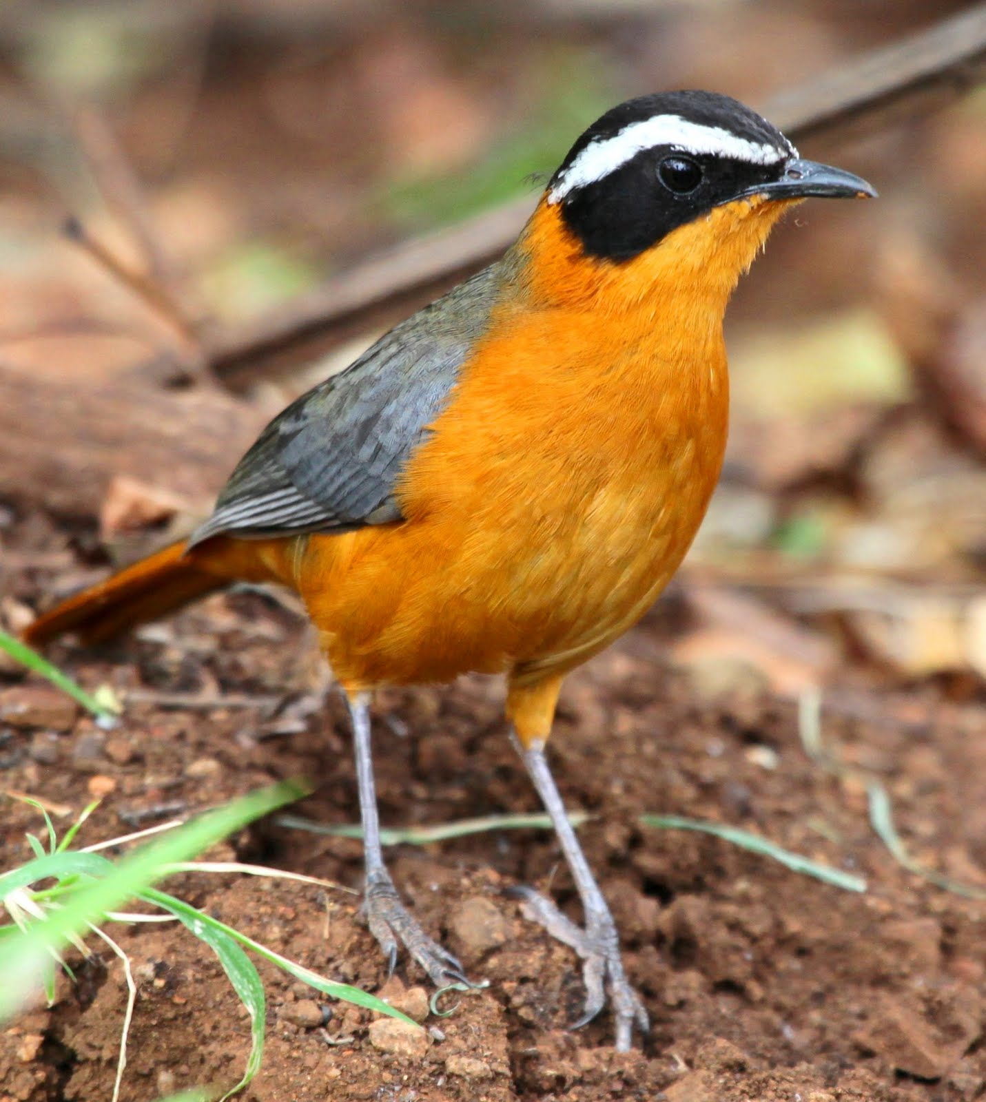 Pretty White-browed robin chat