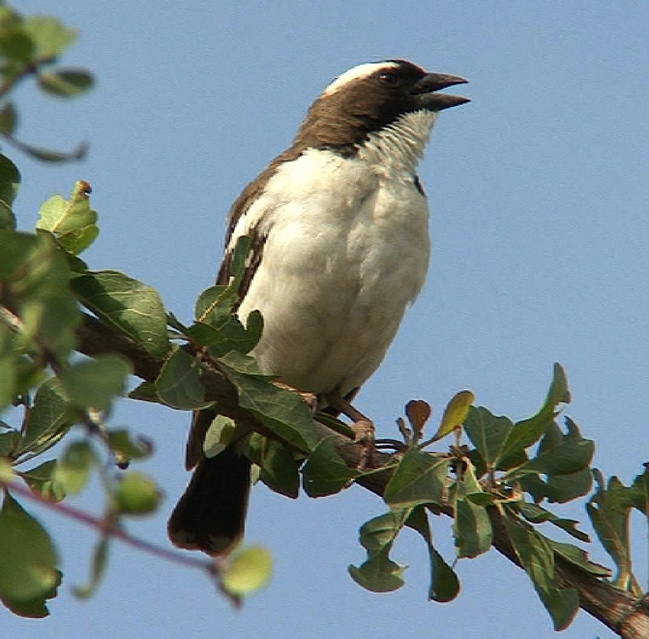 Pretty White-browed sparrow-weaver