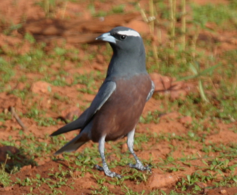Pretty White-browed woodswallow