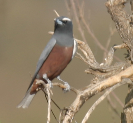 Pretty White-browed woodswallow