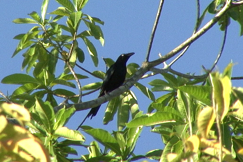 Pretty White-eyed starling
