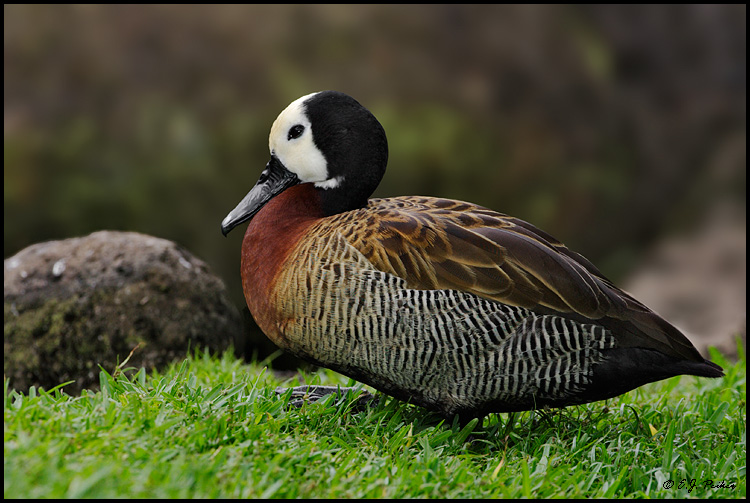 Pretty White-faced whistling duck