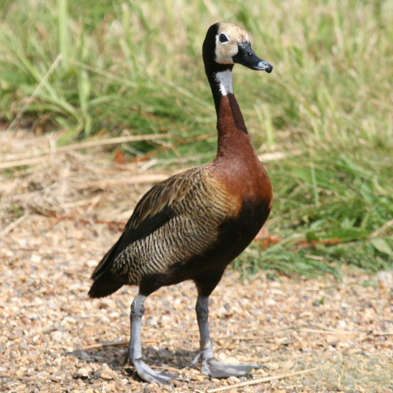 Pretty White-faced whistling duck