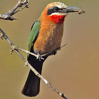 Pretty White-fronted bee-eater