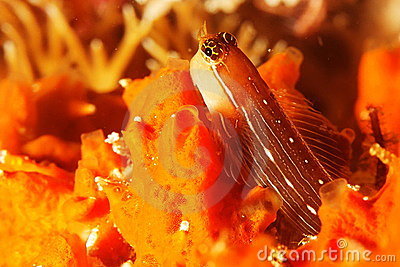 Pretty White-lined comb-tooth blenny