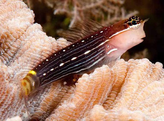 Pretty White-lined comb-tooth blenny