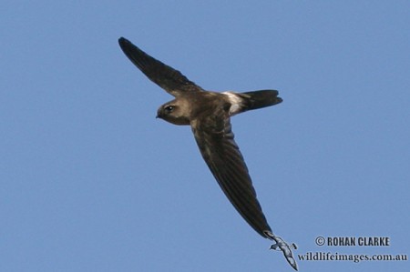 White-rumped swiftlet